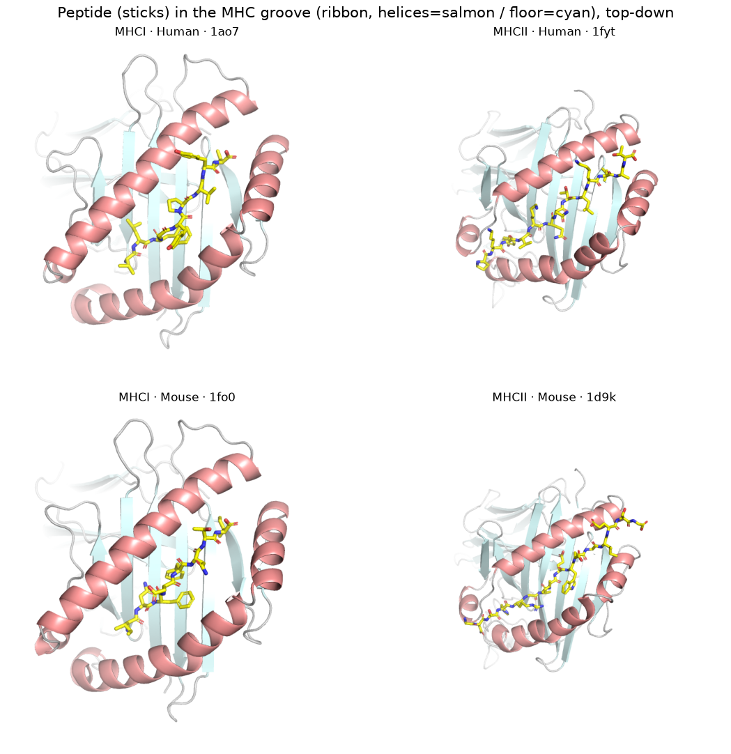 ../_images/notebooks_pymol_canonical_figures_5_0.png